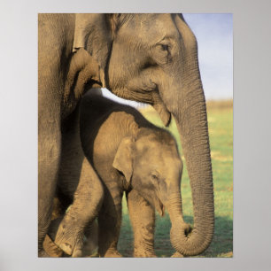 Asia, India, Nargahole National Park. Indian Poster