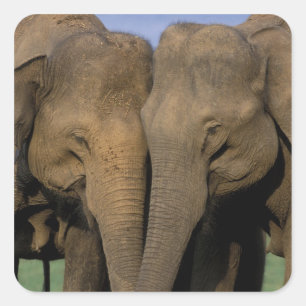 Asia, India, Nargahole National Park. Indian Square Sticker