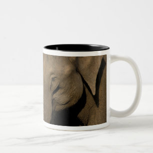 Asia, India, Nargahole National Park. Indian Two-Tone Coffee Mug