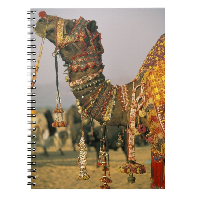 Asia, India, Pushkar. Camel Shamu , Pushkar Notebook (Front)