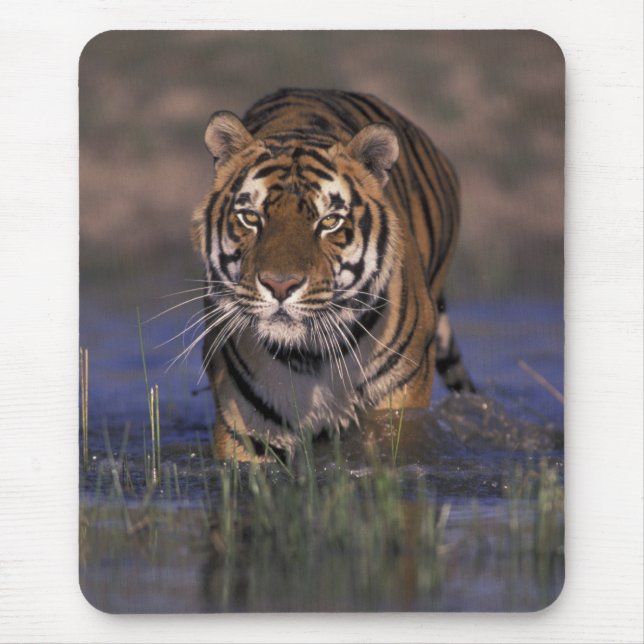 ASIA, India Tiger walking through the water Mouse Pad (Front)
