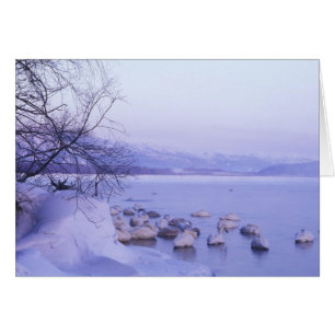 Asia, Japan, Hokkaido, Akan NP, Whopper Swans