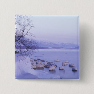 Asia, Japan, Hokkaido, Akan NP, Whopper Swans 15 Cm Square Badge
