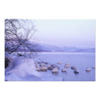 Asia, Japan, Hokkaido, Akan NP, Whopper Swans