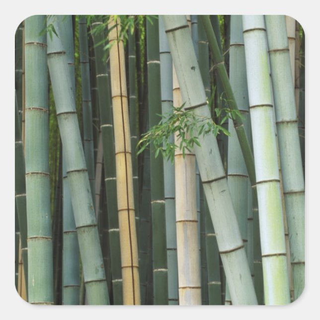 Asia, Japan, Kyoto, Arashiyama, Sagano, Bamboo Square Sticker (Front)