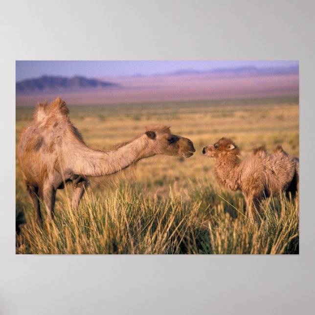 Asia, Mongolia, Gobi Desert, Great Gobi Poster (Front)