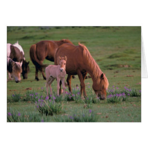 Asia, Mongolia, Gobi Desert. Wild Horses