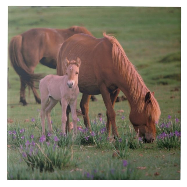 Asia, Mongolia, Gobi Desert. Wild Horses Ceramic Tile (Front)