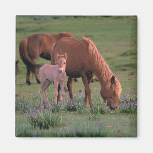 Asia, Mongolia, Gobi Desert. Wild Horses Magnet