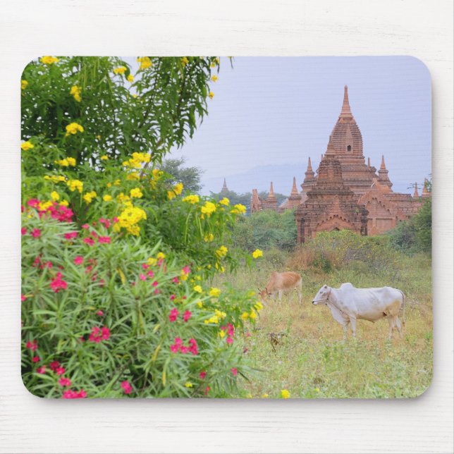 Asia, Myanmar (Burma), Bagan (Pagan). Cows Mouse Pad (Front)