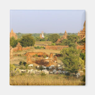 Asia, Myanmar (Burma), Bagan (Pagan). Cows pass Magnet