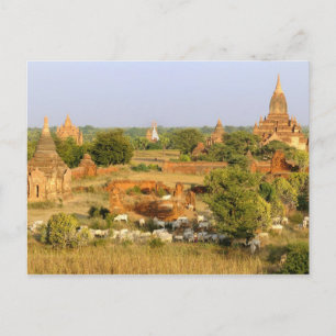 Asia, Myanmar (Burma), Bagan (Pagan). Cows pass Postcard