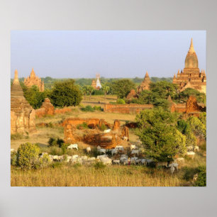 Asia, Myanmar (Burma), Bagan (Pagan). Cows pass Poster