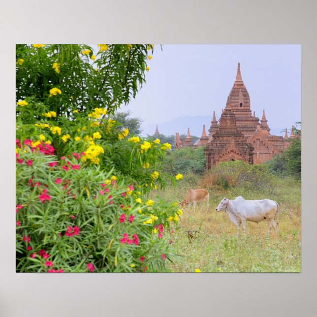 Asia, Myanmar (Burma), Bagan (Pagan). Cows Poster (Front)