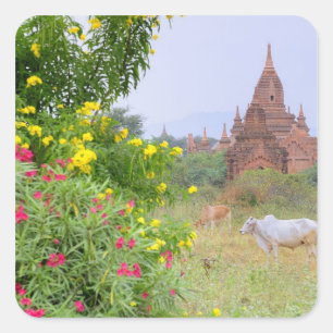 Asia, Myanmar (Burma), Bagan (Pagan). Cows Square Sticker