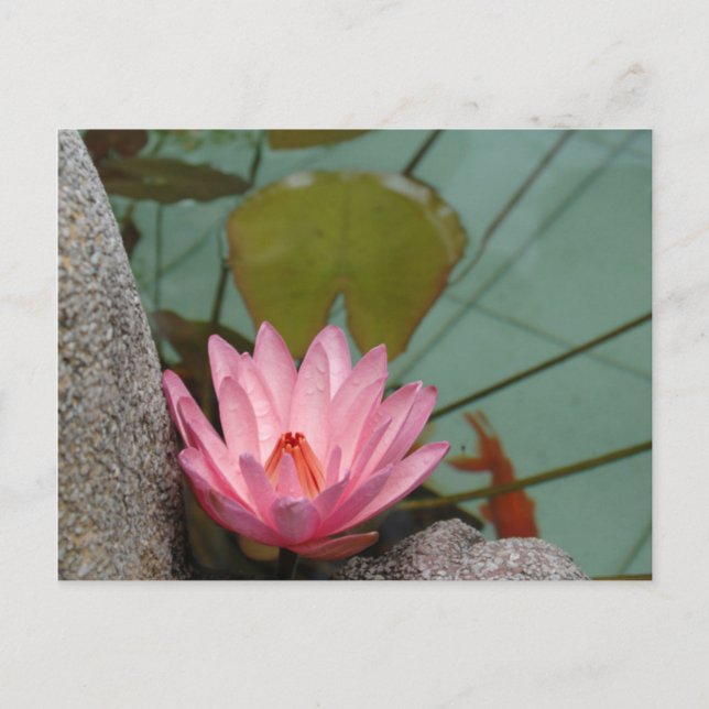 Asia, Vietnam. Water lily in a temple pond Postcard (Front)