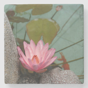 Asia, Vietnam. Water lily in a temple pond Stone Coaster