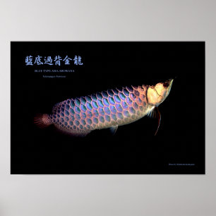 Asian Arowana ‘Blue Type’ Poster