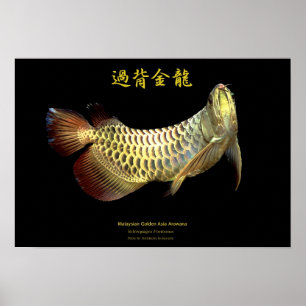 Asian Arowana “Golden Type”のポスター,No. Poster