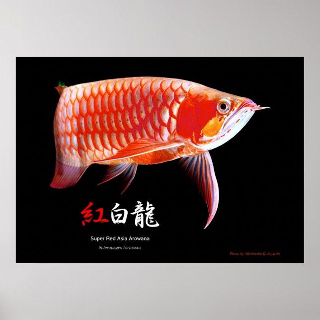 Asian Arowana（Red Type） Poster (Front)