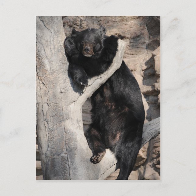 Asian Black Bear Postcard (Front)