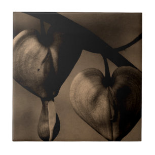Asian Bleeding-Heart lamprocapnos Art Photograph Tile