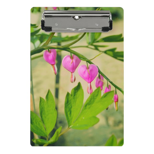 Asian Bleeding Heart Lamprocapnos Flower Mini Clipboard (Front)