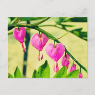 Asian Bleeding Heart Lamprocapnos Flower Postcard