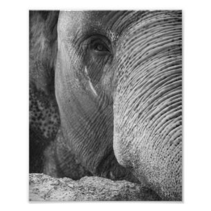 Asian Elephant Face Photo Print