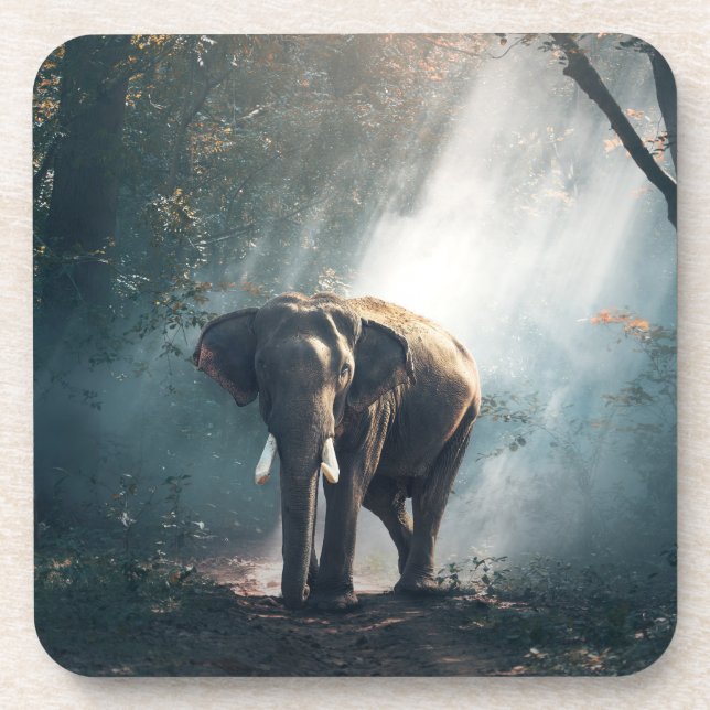 Asian Elephant in a Sunlit Forest Clearing Coaster (Front)
