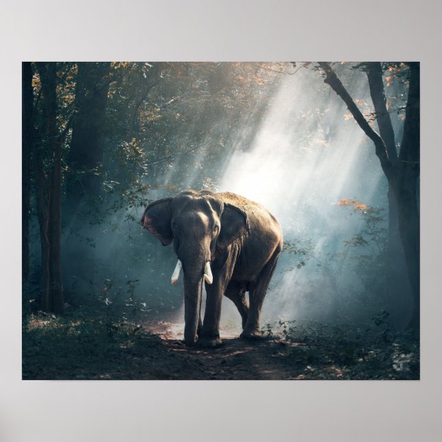 Asian Elephant in a Sunlit Forest Clearing Poster (Front)