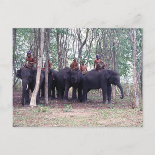 Asian Elephant Postcard