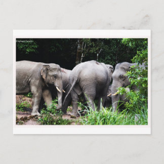 Asian elephant postcard