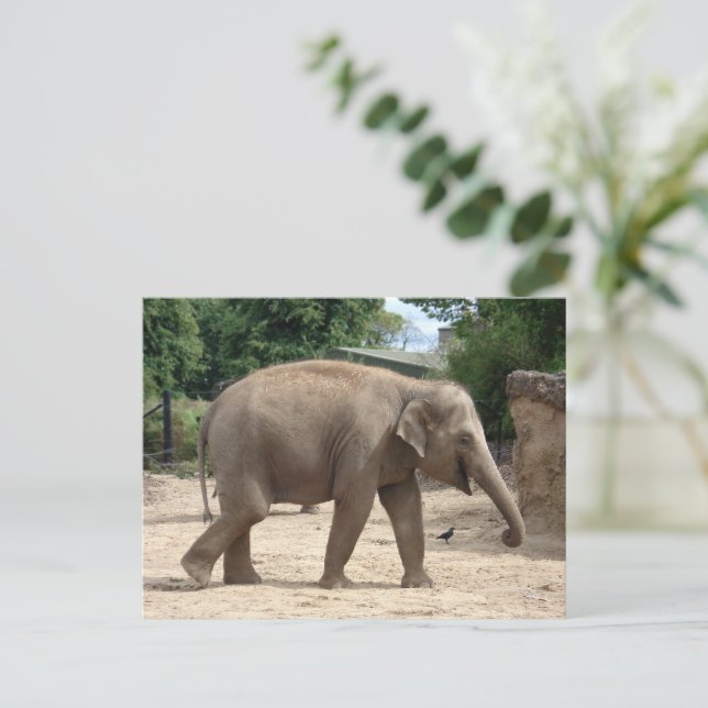 Asian Elephant Walking On Sand Postcard (Standing Front)