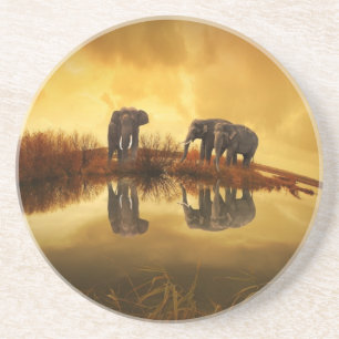 Asian Elephants in Thailand under a glowing sunset Coaster