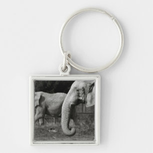 Asian Elephants Keychain