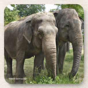 Asian Elephants Side by Side Coaster