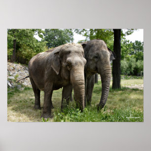 Asian Elephants Side by Side Poster