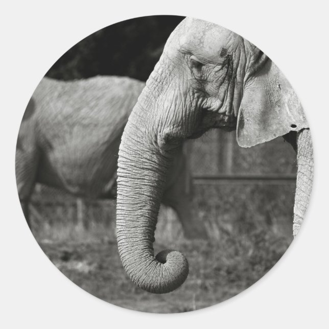 Asian Elephants Stickers (Front)