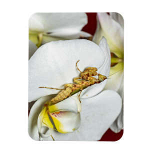 Asian Flower Mantis Magnet