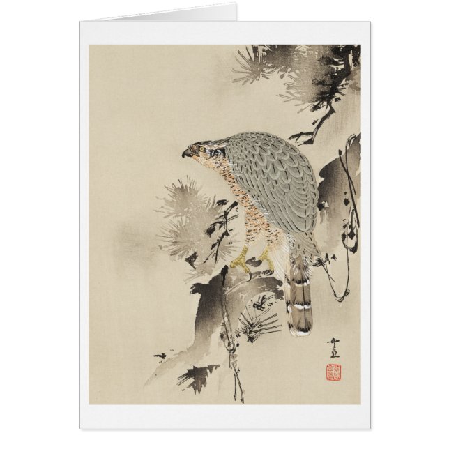 Asian Goshawk - 1890 (Front)