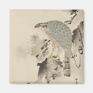 Asian Goshawk - 1890 Magnet