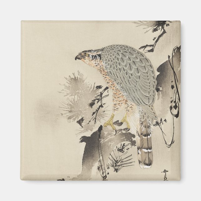 Asian Goshawk - 1890 Magnet (Front)