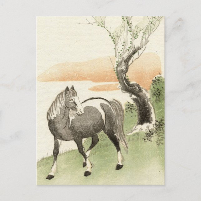 Asian Horse Vintage Postcard (Front)