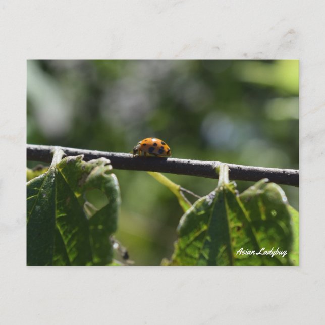 Asian Ladybug Butterfly Postcard (Front)