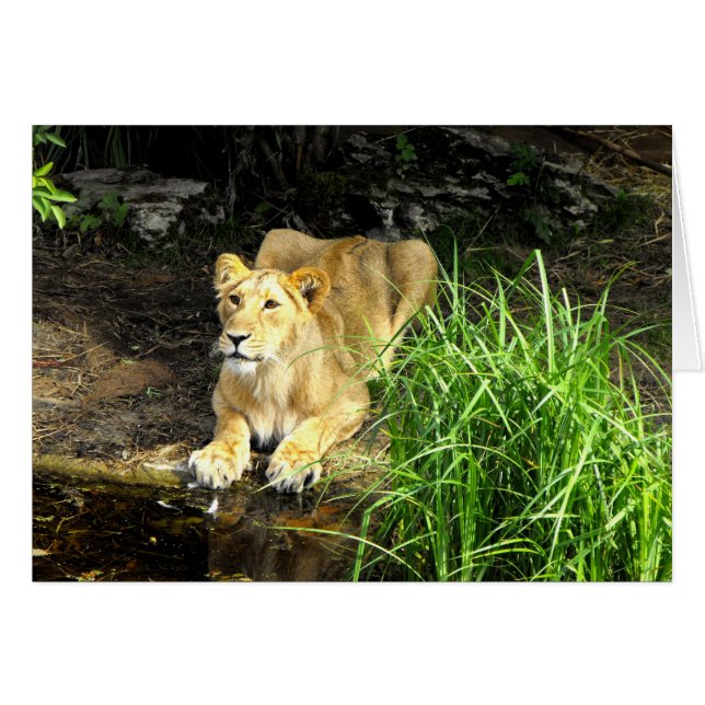 Asian lioness (Front Horizontal)