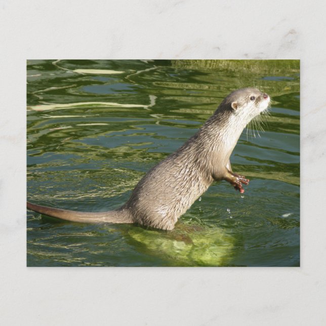 Asian short clawed otter postcard (Front)