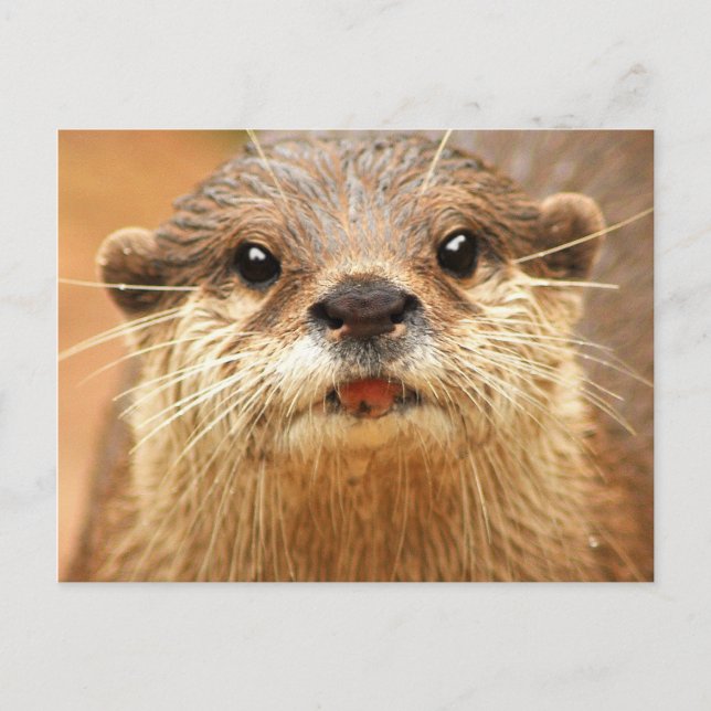 Asian Small Clawed Otter Postcard (Front)