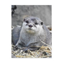 Asian Small-Clawed Otter
