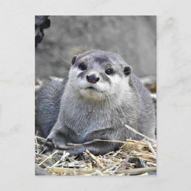 Asian Small-Clawed Otter Postcard (Front)